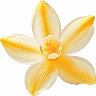 Ванильная орхидея CO2