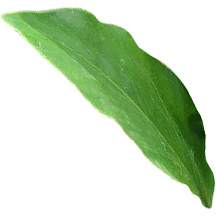 Ван-сао-лонг