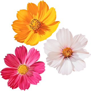 Весенние цветы