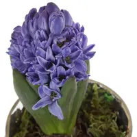 Водяной гиацинт