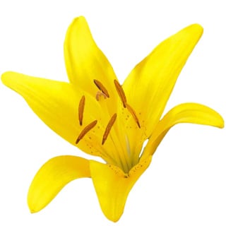 Восточная лилия