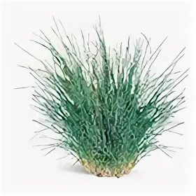 Гаитянский ветивер