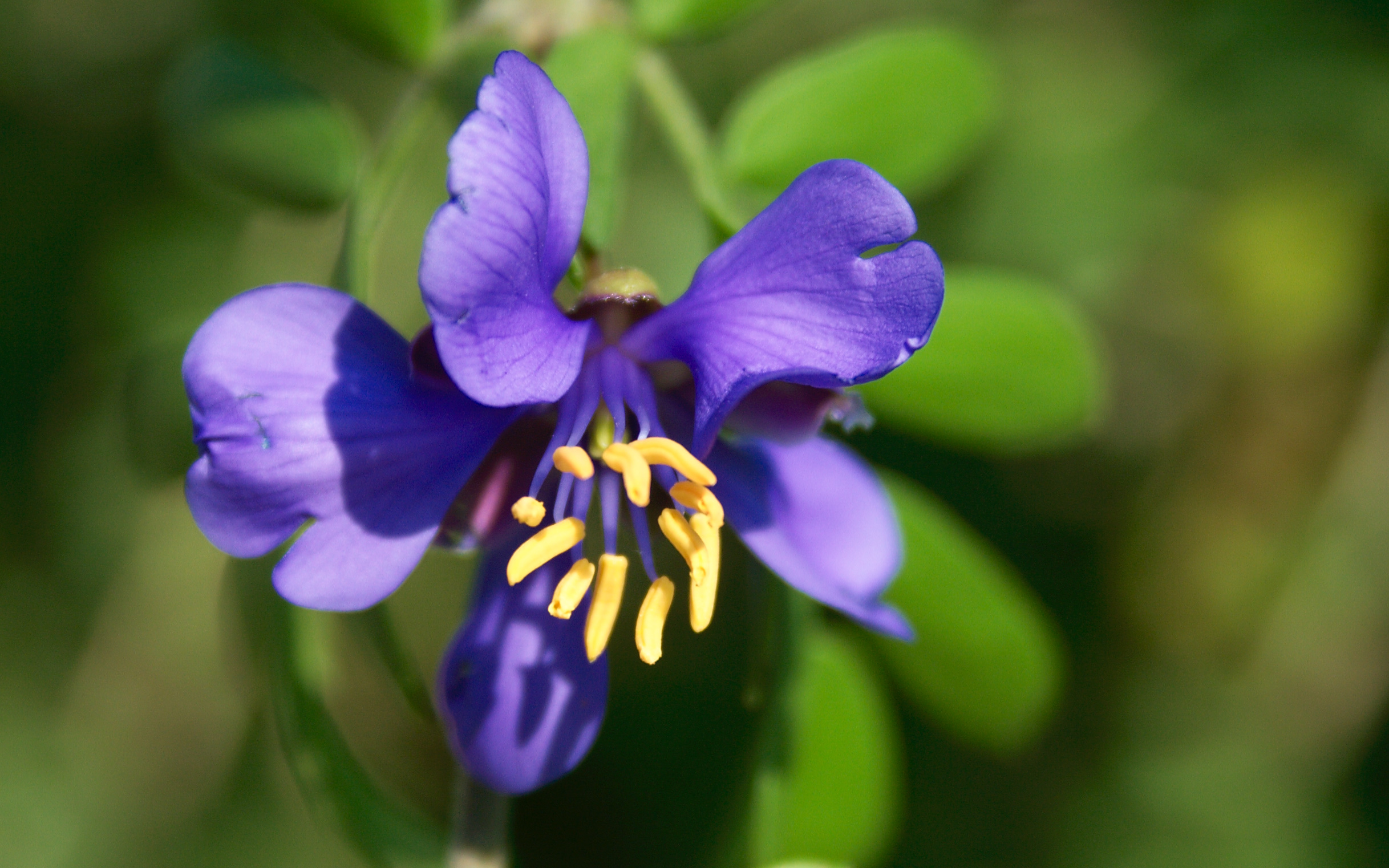 Гваяковое дерево