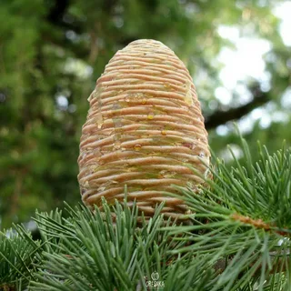 Гималайский кедр