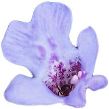 Глехома гедерацеа