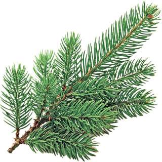 Голубая ель