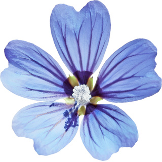 Голубая мальва