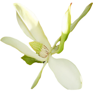 Горная магнолия