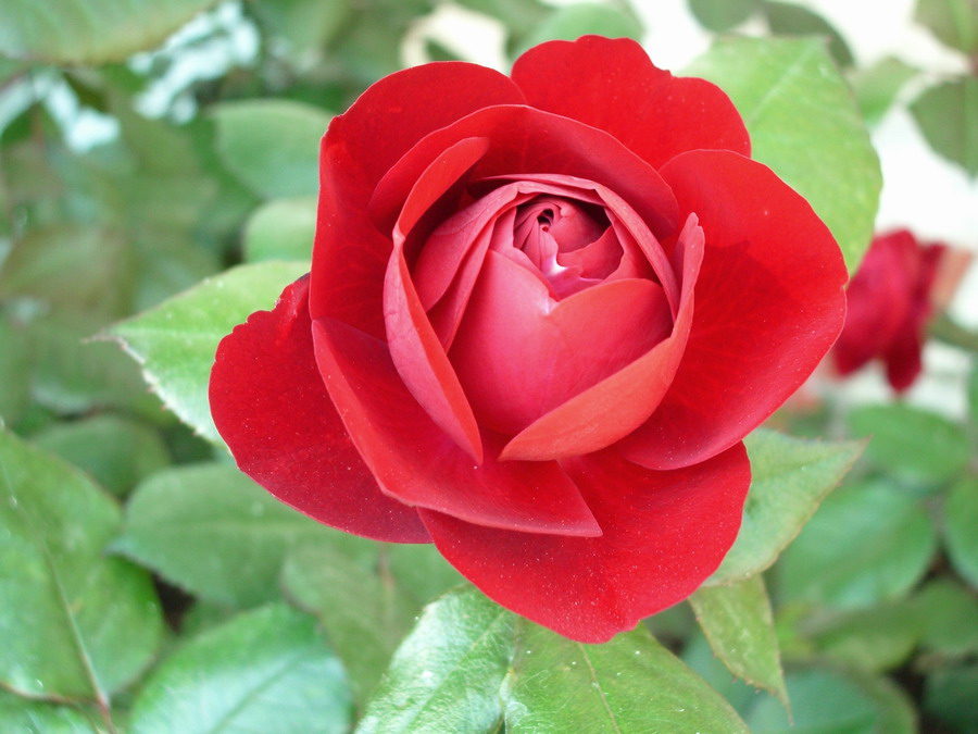 Греческая роза