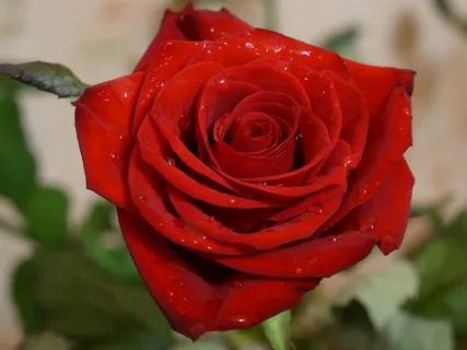 Грузинская роза