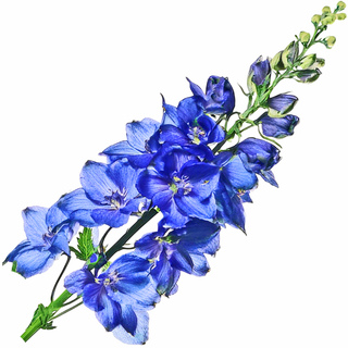 Дельфиниум