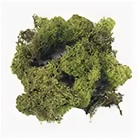 Дубовый мох