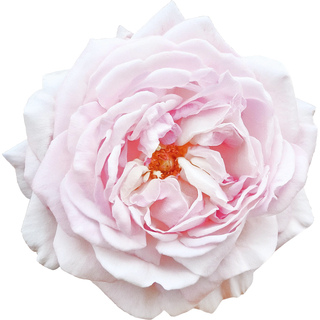 Египетская бурбонская роза