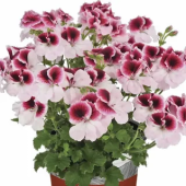 Египетская герань