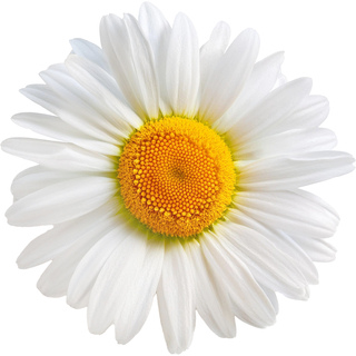 Египетская ромашка