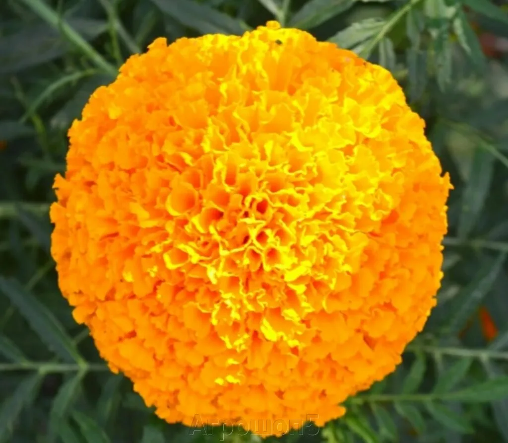 Египетские бархатцы