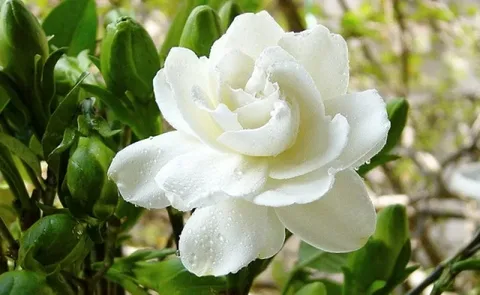 Жасмин крупноцветковый