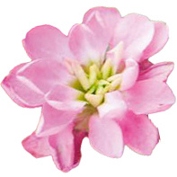 Жиллифлауэр