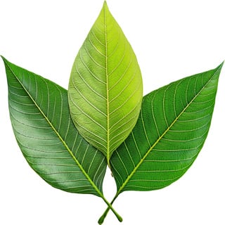 Зеленые листья