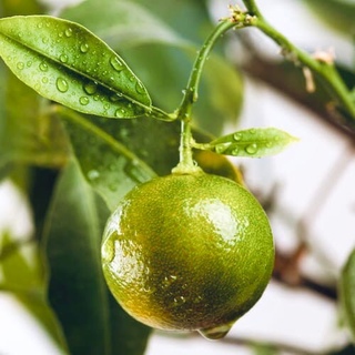 Зеленый мандарин