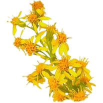 Золотарник