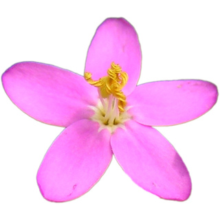 Золототысячник