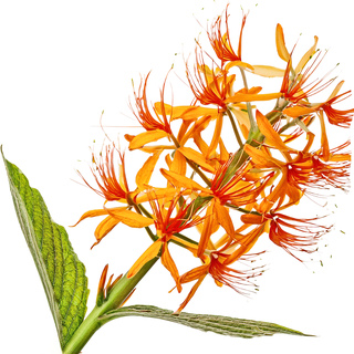 Имбирная кисть