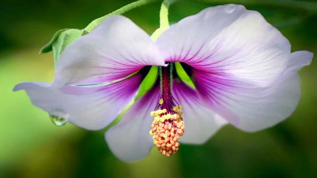 Индийская мирра