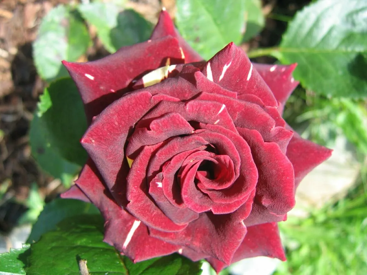 Индийская роза