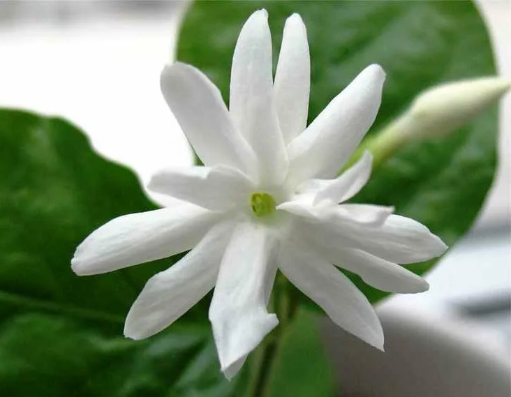 Индийский жасмин самбак