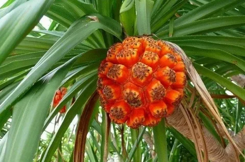 Индийский панданус