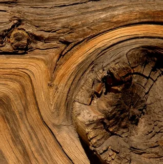 Индийское дерево гаяк