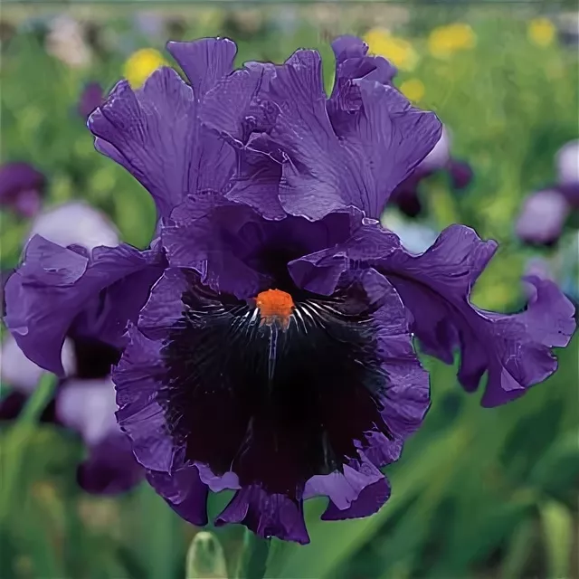 Ирис Тингитана