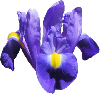 Ирис тингитана абсолют