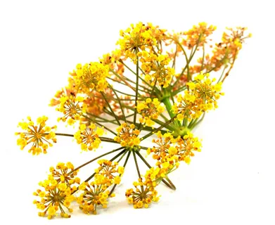 Испанский гальбанум