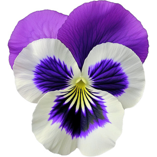 Итальянские дикие анютины глазки