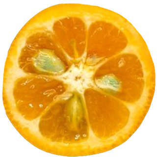 Каламондин