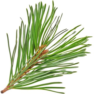 Каменная сосна