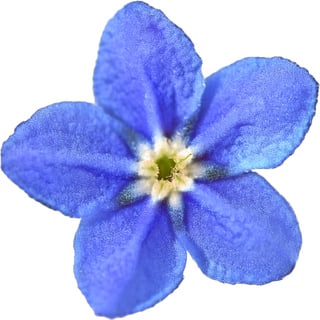 Каменное семя