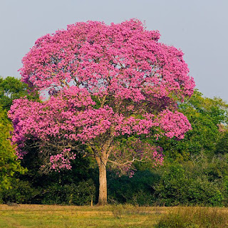 Карибский амирис