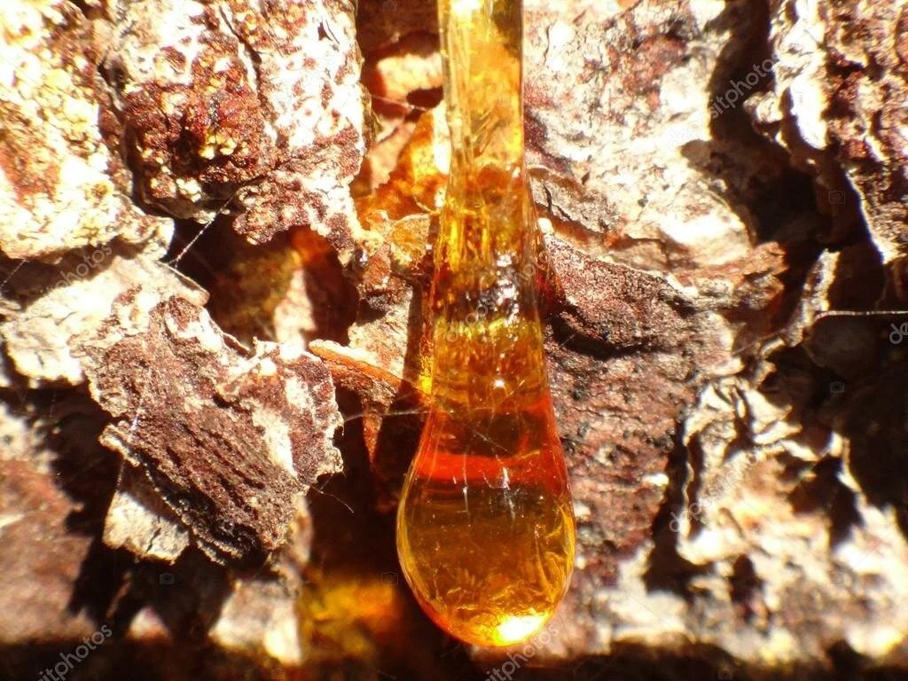 Кедровая смола