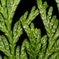 Кедровый лист