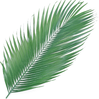 Кокосовая пальма