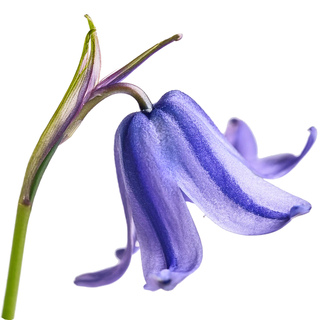 Колокольчик