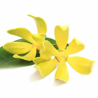 Коморский иланг-иланг