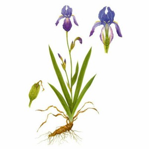 Корень ириса