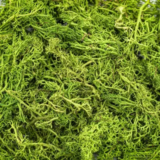 Коричневый дубовый мох