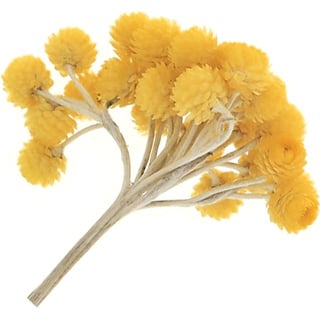 Корсиканские бессмертные