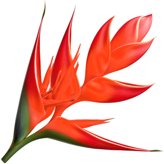 Красная геликония