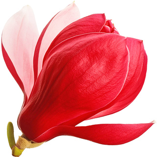 Красная магнолия